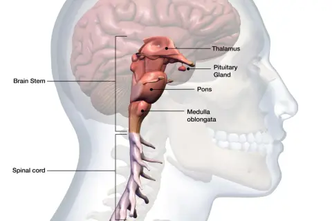 Anatomical illustration of the human brainstem, pons, medulla oblongata, pituitary gland, thalamus, and spinal cord.