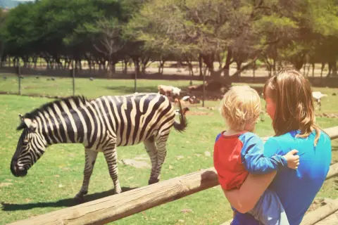 Mama z dzieckiem podziwia zebrę na zoo safari w Świerkocinie.