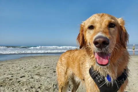 Szczęśliwy golden retriever po kąpieli w morzu. Idealne wakacje z psem nad morzem!