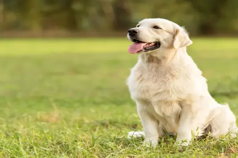 Jak umiera golden retriever i jak zadbać o jego zdrowie?