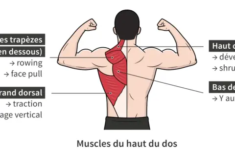 Illustration anatomique des muscles du dos, montrant les trapèzes et le grand dorsal pour la musculation.