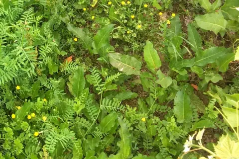 Prairie envahie par le rumex et d'autres mauvaises herbes. Des petites fleurs jaunes parsèment la végétation.