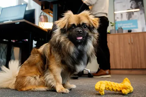 En söt hund med en leksak bredvid sig, redo att ta med hunden till jobbet.