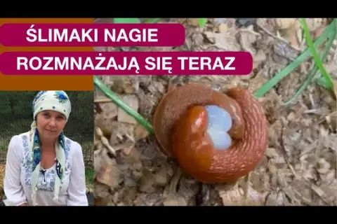Winniczki: Jak się rozmnażają? Od hermafrodytyzmu po jaja