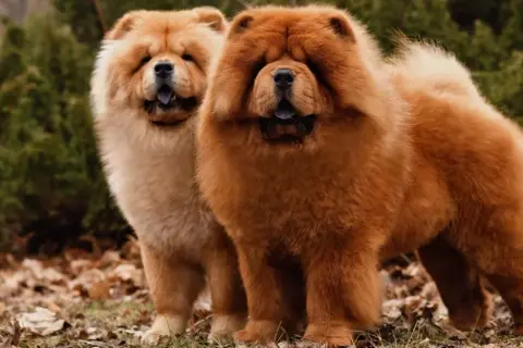 Chow Chow: Ile kosztuje? Pełne koszty zakupu i utrzymania psa