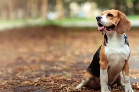 Wesoły beagle siedzi na jesiennych liściach, zastanawiając się, ile żyją beagle.