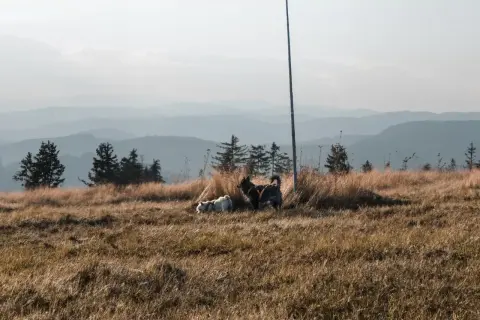 Dwa psy, jeden biały, drugi ciemny, cieszą się spacerem gdzie w góry z psem. W tle łagodne pasma górskie.