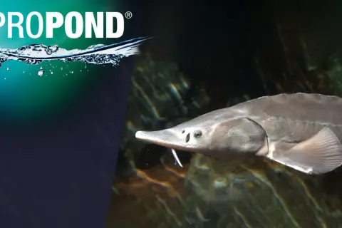 Un esturgeon au museau pointu, avec ses barbillons caractéristiques, explore le fond. Il cherche peut-être ce que mange l'esturgeon.