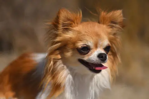 Uroczy, rudy chihuahua, najmniejszy pies na świecie, z wystawionym języczkiem.