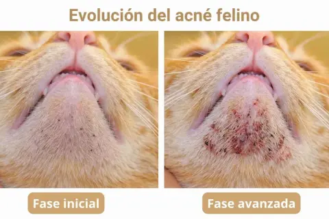 Evolución del acné felino: fase inicial con puntos negros y fase avanzada con inflamación y costras. Busca un tratamiento casero para el acné felino.