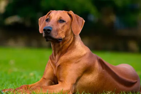 Rhodesian Ridgeback, un cane imponente, con la sua cresta distintiva, sembra vigile sull'erba. Nonostante la sua stazza, il suo sguardo è calmo, smentendo ogni idea di un Rhodesian Ridgeback pericoloso.
