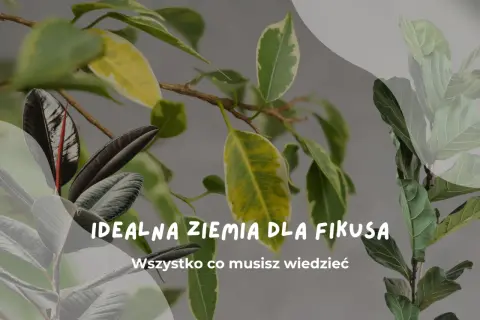 Idealna ziemia do fikusa to klucz do jego zdrowego wzrostu. Dowiedz się, jak zapewnić mu najlepsze warunki.