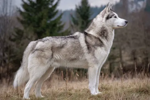En ståtlig husky hund står i en höstlig skogsmiljö, med grå och vita markeringar i pälsen.
