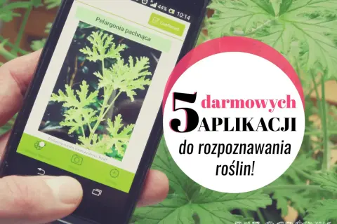 Darmowa aplikacja do rozpoznawania roślin po polsku identyfikuje pelargonię pachnącą.