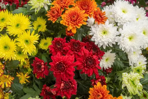 Bunte Chrysanthemen in Rot, Gelb, Orange und Weiß. Diese Blumen sind ein Zeichen des Herbstes, aber sind Chrysanthemen winterhart?