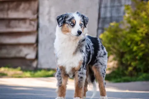Ein wunderschöner Australian Shepherd mit blauen Augen, ein zukünftiger Therapiehund, steht auf einem Weg.