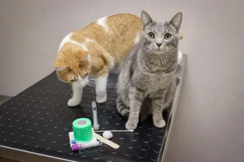 Two cats, one orange and white, the other grey tabby, sit on a vet table near medical supplies. They might be anticipating vaccinations and potential reactions.