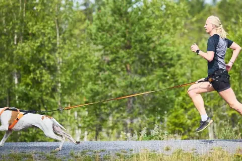 Decathlon Canicross: Tu guía para elegir el equipo ideal y seguro
