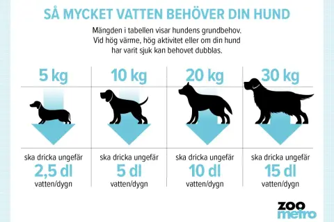 Tabell visar hur mycket ska en hund dricka per dygn baserat på vikt. En hund på 5 kg behöver ca 2,5 dl, 10 kg ca 5 dl, 20 kg ca 10 dl och 30 kg ca 15 dl.