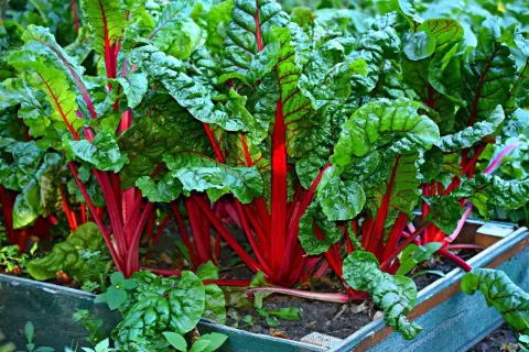 Leuchtend rote Stiele und grüne Blätter des Mangolds wachsen dicht beieinander. Sie sind gute Nachbarn im Gemüsebeet und gedeihen prächtig.