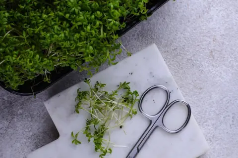 Färska krasseplantor i en svart odlingslåda och en hög på en marmorskiva bredvid en sax. Enkel guide till hur odlar man krasse.