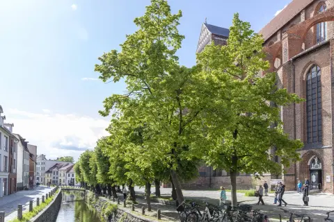 Grüne Bäume säumen einen Kanal in Wismar. Hier kann man spazieren gehen und die historische Backsteinarchitektur bewundern.