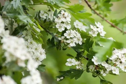 Zarte weiße Blüten des eingriffeligen Weißdorns entfalten sich im sanften Grün.