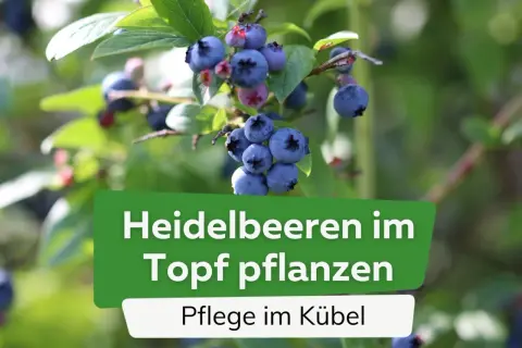 Reife Heidelbeeren am Strauch. Der ideale **Heidelbeeren Standort** im Topf für süße Früchte.