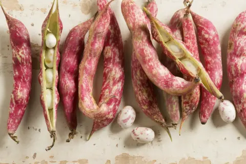 Fagioli borlotti freschi, alcuni ancora nel baccello, pronti per la cottura. Il loro colore screziato promette un sapore ricco.