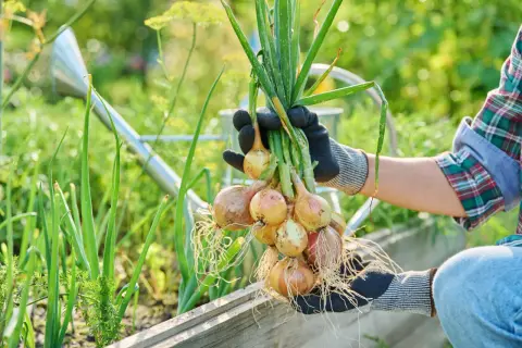 Ręce w rękawiczkach trzymają pęczek świeżo wykopanej cebuli. W tle widać konewkę i zielone warzywa, sugerując, co sadzić obok cebuli.