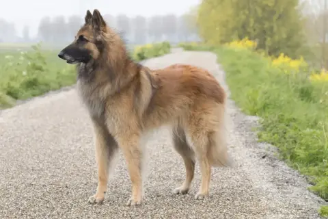Piękny owczarek belgijski Tervuren stoi na żwirowej ścieżce, otoczony zielenią i żółtymi kwiatami.
