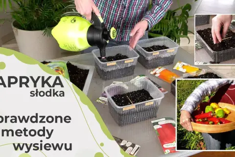 Jak sadzić paprykę? Poradnik od nasionka do pysznego zbioru