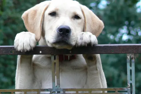 Jaka karma dla szczeniaka labradora? Poradnik eksperta!
