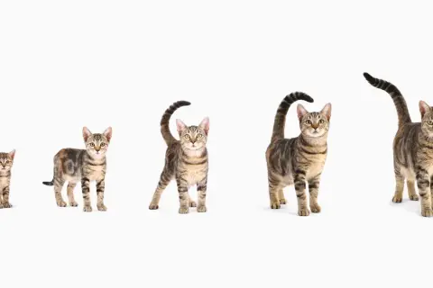 Cuatro gatos atigrados, de tamaño creciente, muestran la evolución de un gato desde cachorro hasta adulto. ¡Parece que han vivido 10 años de gato en humano!