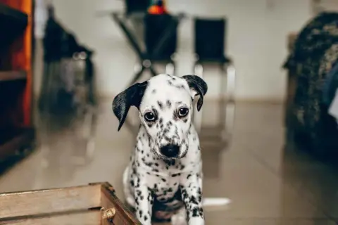 Un cachorro dálmata con mirada triste, quizás sufriendo de ansiedad por separación en perros.