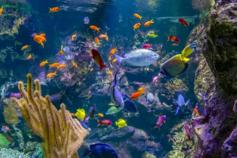 Ein Korallenriff voller bunter Fische. Die Vielfalt ist beeindruckend, man fragt sich, wie viele Fischarten es auf der Welt gibt.