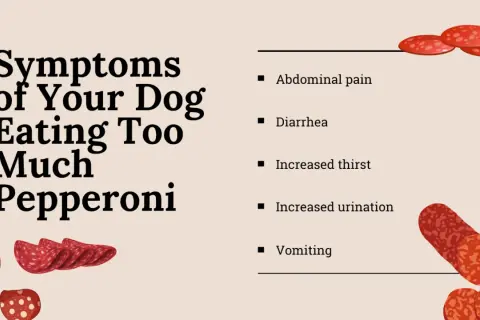 Symptoms of your dog eating too much pepperoni: abdominal pain, diarrhea, increased thirst, increased urination, and vomiting.