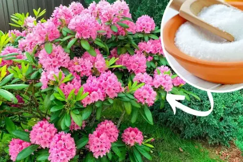 Piękny rododendron kwitnie obficie. Obok miseczka z białym proszkiem, który może być składnikiem domowego nawozu do rododendronów.