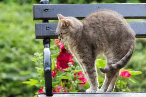 ¿A mi gato se le nota la columna? Causas y señales de alerta