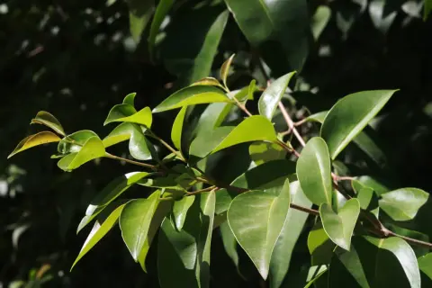 Arbusto siempre verde: características y beneficios para tu jardín