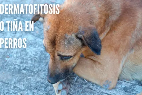 Perro con lesiones cutáneas visibles, indicativas de tiña en perros.