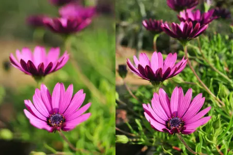 Dwa ujęcia kwiatów osteospermum. Po lewej stronie subtelna głębia ostrości, po prawej wyraźniejsze detale.