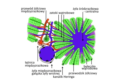 Schemat budowy zrazika wątrobowego: hepatocyty, zatoki, żyła centralna, naczynia krwionośne i przewodziki żółciowe. Wątroba w miniaturze.