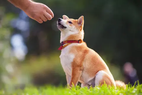 Shiba Inu czeka na smakołyk od człowieka. To przykład pozytywnego wzmocnienia, które stosuje behawiorysta.