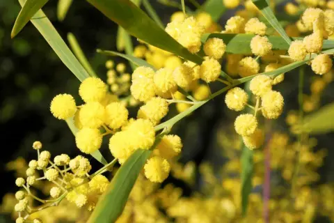 Des fleurs de mimosa jaunes et duveteuses, prêtes à être plantées en pleine terre.