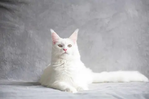 Piękny biały maine coon z puszystym ogonem i charakterystycznymi pędzelkami na uszach, leży na szarym tle.