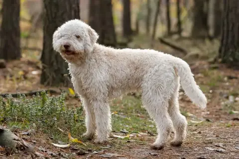 Puszysty lagotto romagnolo w lesie. Zastanawiasz się nad lagotto romagnolo cena?