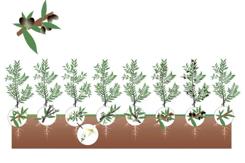 Illustrazione del ciclo di vita dell'olivo, dalla fioritura alla maturazione delle olive, mostrando quante olive produce un albero.