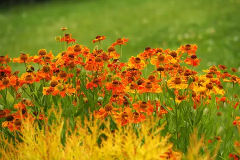 W sierpniu kwitnie mnóstwo pomarańczowych rudbekii, tworząc barwny dywan na tle zielonej trawy.