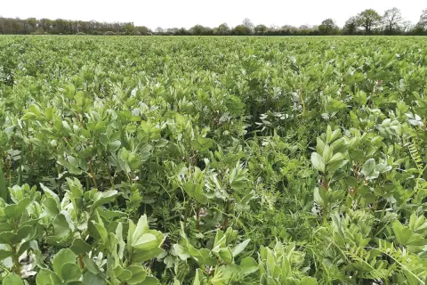 Champ verdoyant de méteil fourrager, avec des fèves et d'autres graminées poussant ensemble.
